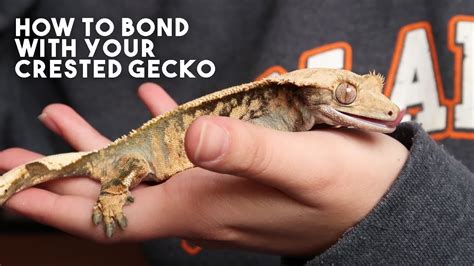 How do you bond with a gecko?