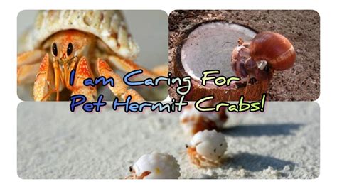 How do you bond with a hermit crab?