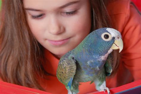 How do you bond with an Amazon parrot?