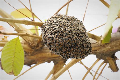 How do you break a bees nest?