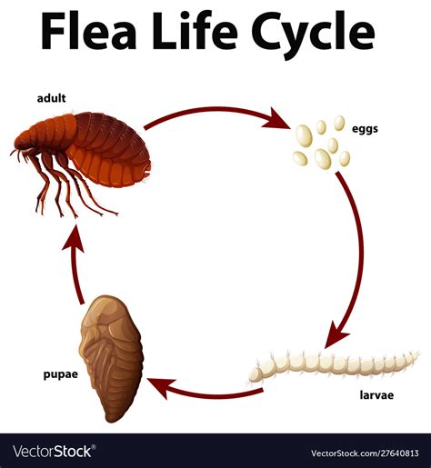 How do you break the flea life cycle?