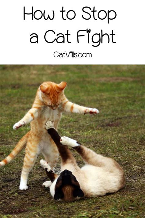 How do you break up two cats fighting?