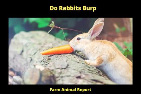How do you burp a rabbit?