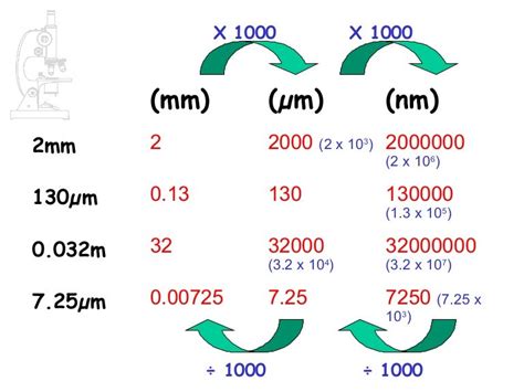 How do you calculate micrometer in biology?