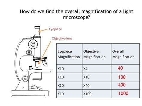 How do you calculate micrometers on a microscope?