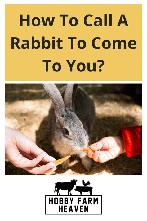 How do you call a rabbit to come to you?