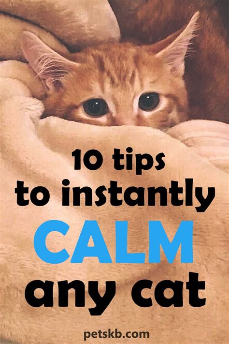 How do you calm a cat after a cat fight?