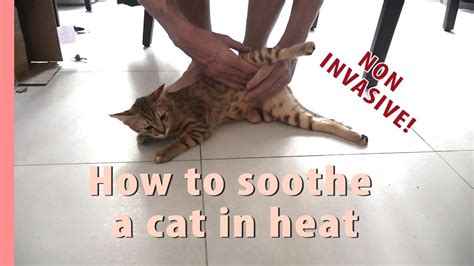 How do you calm a male cat?