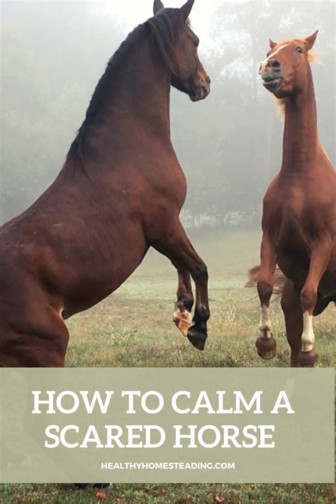 How do you calm a scared horse?