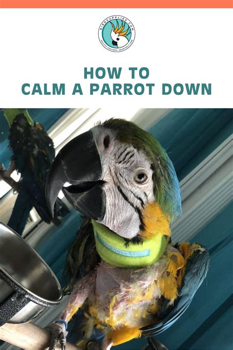 How do you calm a screaming parrot?