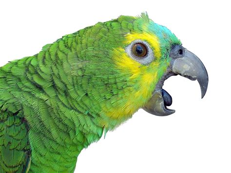 How do you calm an aggressive parrot?