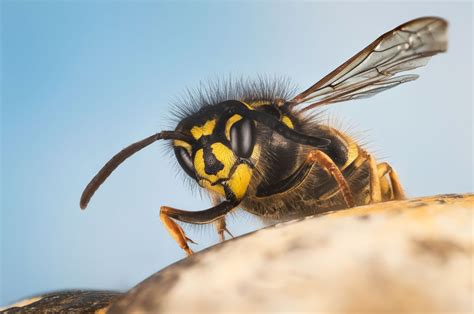 How do you calm an angry wasp?