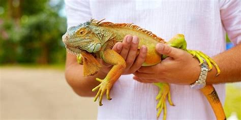How do you calm an iguana?