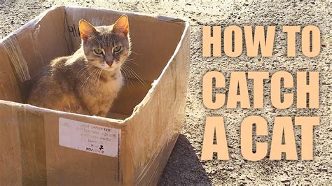 How do you catch a cat that got out?