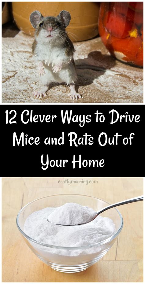 How do you catch a clever mouse?