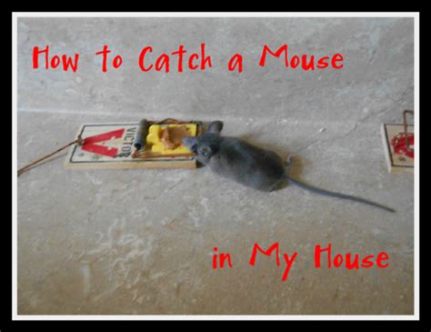 How do you catch a mouse when you see it?