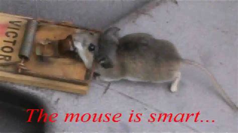 How do you catch an intelligent mouse?