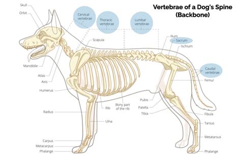 How do you check a dog's spine?