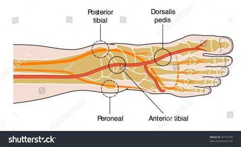 How do you check your pulse in your foot?
