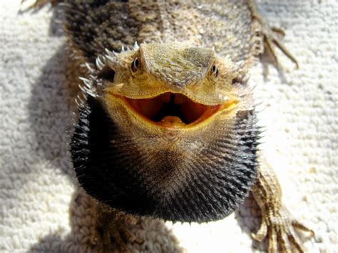 How do you cheer up a bearded dragon?