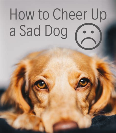 How do you cheer up a depressed dog?