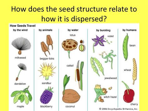 How do you classify seeds?