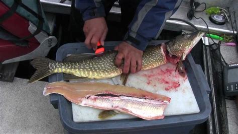 How do you clean a big pike?