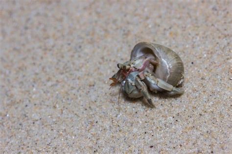 How do you clean a dead hermit crab?