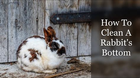 How do you clean a rabbit's bottom?