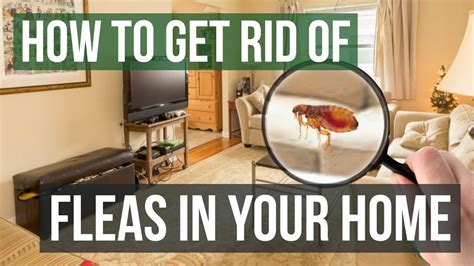 How do you clean a room with fleas?