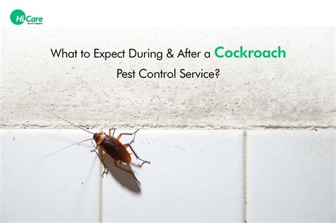 How do you clean after seeing a cockroach?