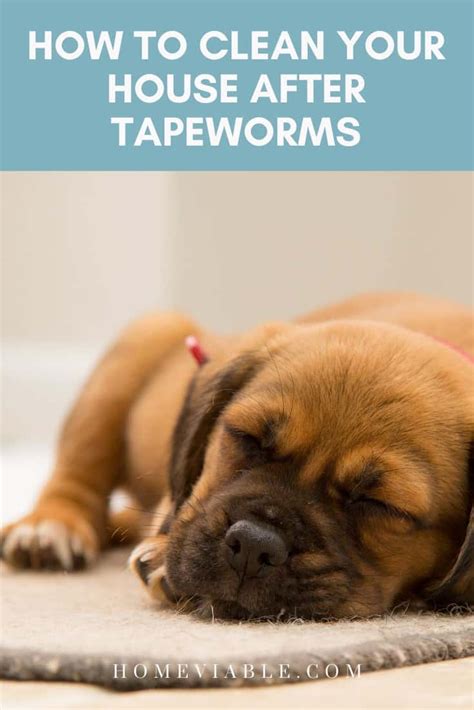 How do you clean after tapeworms?