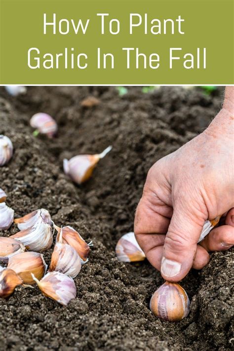 How do you clean garlic bulbs?