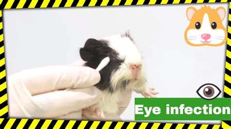 How do you clean guinea pigs eyes?