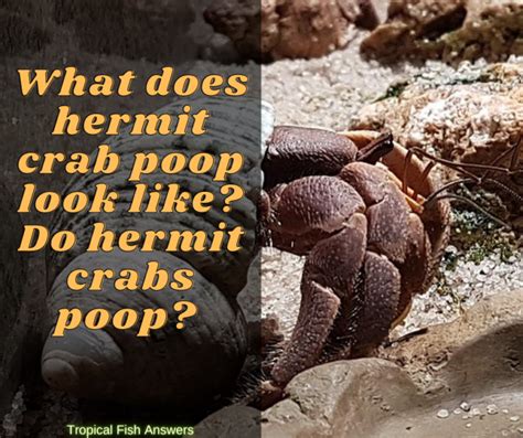 How do you clean hermit crab poop?