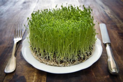 How do you clean raw sprouts?