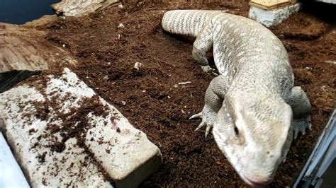 How do you clean reptile poop?
