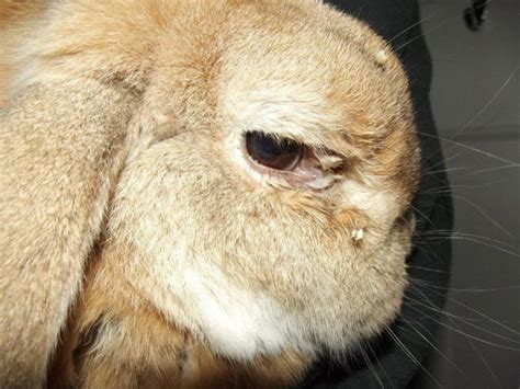 How do you clear a blockage in a rabbit?