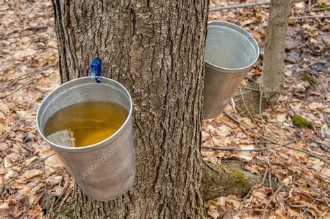 How do you collect sap from plants?