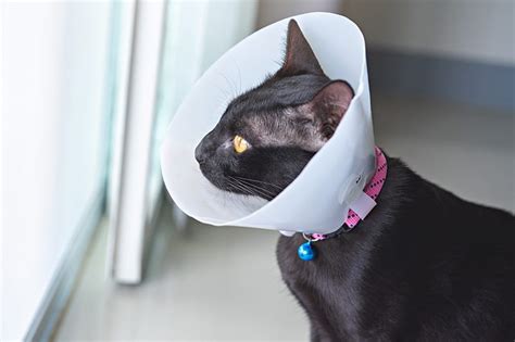 How do you comfort a cat after surgery?