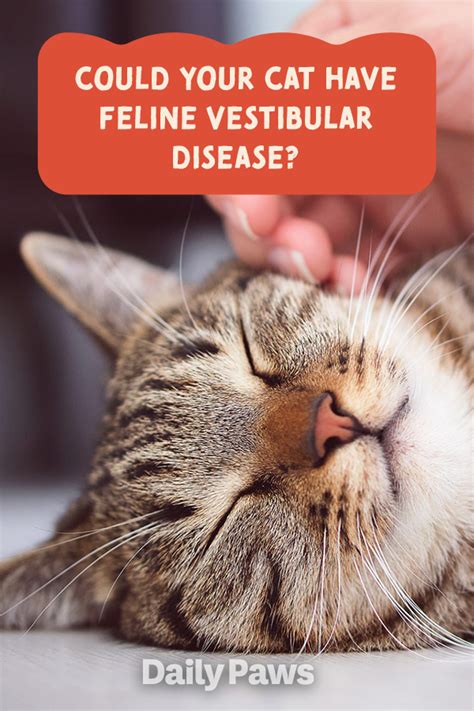 How do you comfort a cat with vestibular disease?