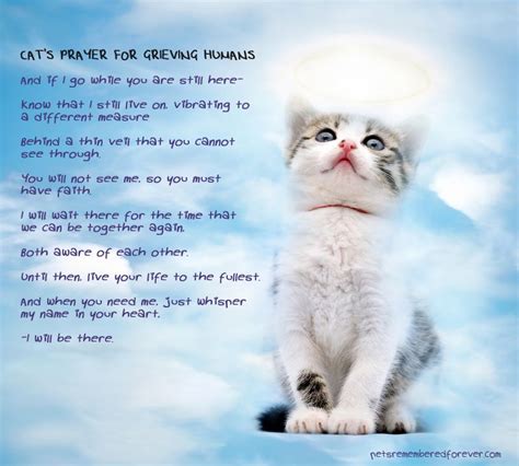 How do you comfort a grieving cat?