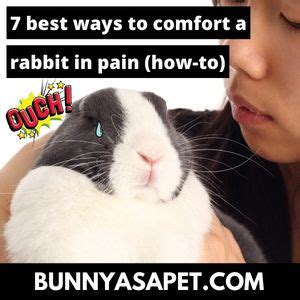 How do you comfort a rabbit in pain?