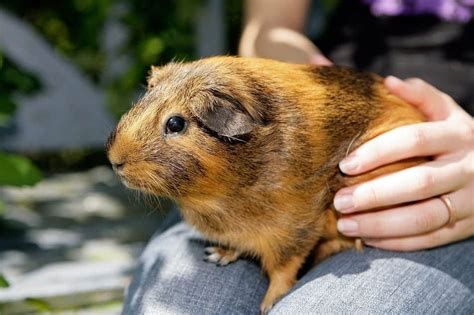 How do you comfort a sad guinea pig?
