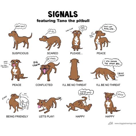 How do you communicate with an aggressive dog?