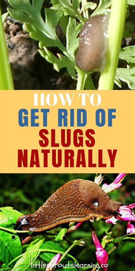 How do you control slugs organically?