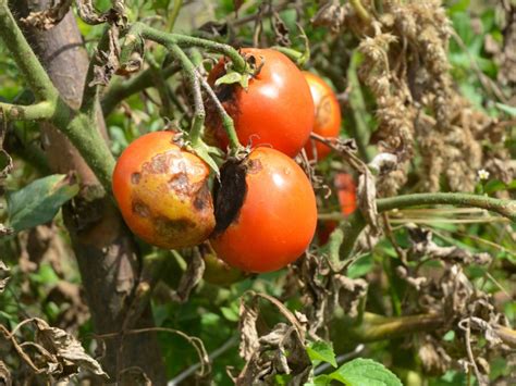 How do you control the blight of potatoes and tomatoes?