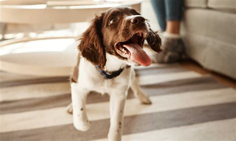 How do you cool down a panting dog?