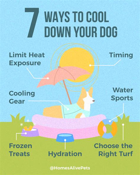 How do you cool down an overheated dog?