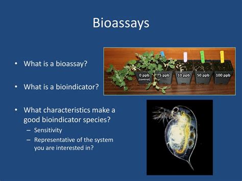 How do you create a bioassay?
